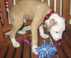 Caulfield the American Bulldog Puppy