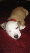 Caulfield the American Bulldog Puppy