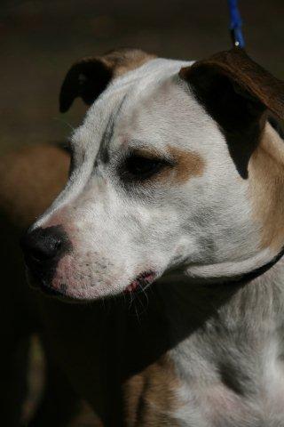 Caulfield the American Bulldog Puppy