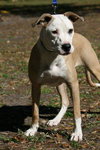 Caulfield the American Bulldog Puppy