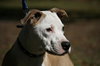Caulfield the American Bulldog Puppy
