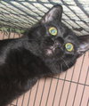 Diego the Kitten