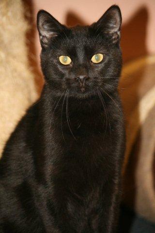 Diego the Kitten