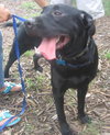 Carl the Life-Loving Lab