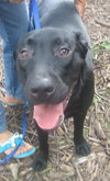 Carl the Life-Loving Lab