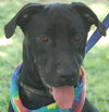 Carl the Life-Loving Lab