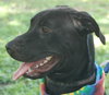 Carl the Life-Loving Lab