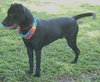 Carl the Life-Loving Lab