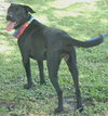 Carl the Life-Loving Lab