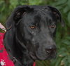Carl the Life-Loving Lab