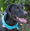 Carl the Life-Loving Lab