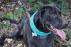 Carl the Life-Loving Lab