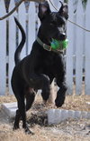 Carl the Life-Loving Lab