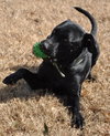 Carl the Life-Loving Lab