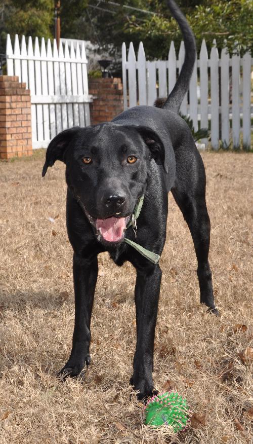 Carl the Life-Loving Lab