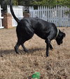 Carl the Life-Loving Lab