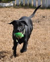 Carl the Life-Loving Lab