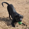 Carl the Life-Loving Lab