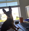 Little Zeus