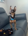 Little Zeus