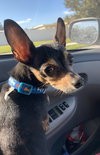 Little Zeus