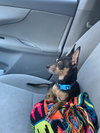Little Zeus