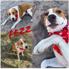 Fezziwig