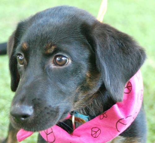Fleur the Lab Puppy