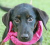 Fleur the Lab Puppy