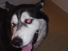 Dominque the Husky