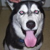 Dominque the Husky