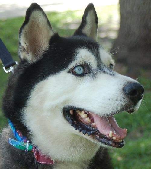 Dominque the Husky