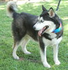 Dominque the Husky