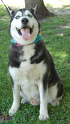 Dominque the Husky