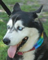 Dominque the Husky