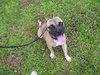 Bugsy the Pug