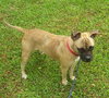 Bugsy the Pug