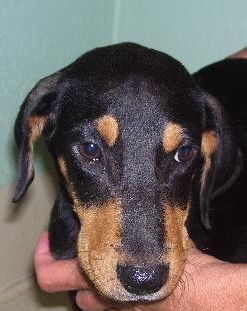 Flick the Beagle Puppy