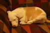 Keller the Amazing Puppy
