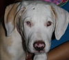 Keller the Amazing Puppy