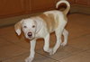 Keller the Amazing Puppy