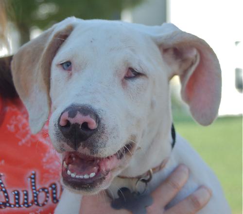 Keller the Amazing Puppy