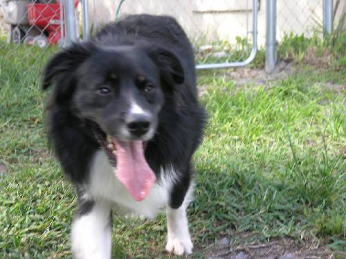 General Maximus the Aussie - Video
