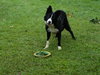 Titan the Border Collie - Video