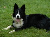 Titan the Border Collie - Video