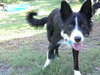 Titan the Border Collie - Video