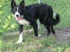 Titan the Border Collie - Video