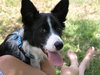 Titan the Border Collie - Video