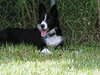 Titan the Border Collie - Video