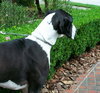 Kati the Great Dane